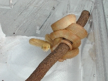 Female   $250.00