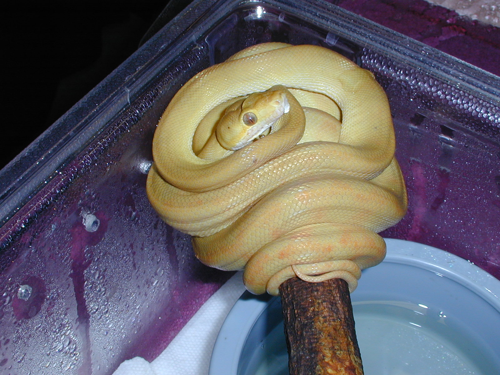 ATB #4 - Female