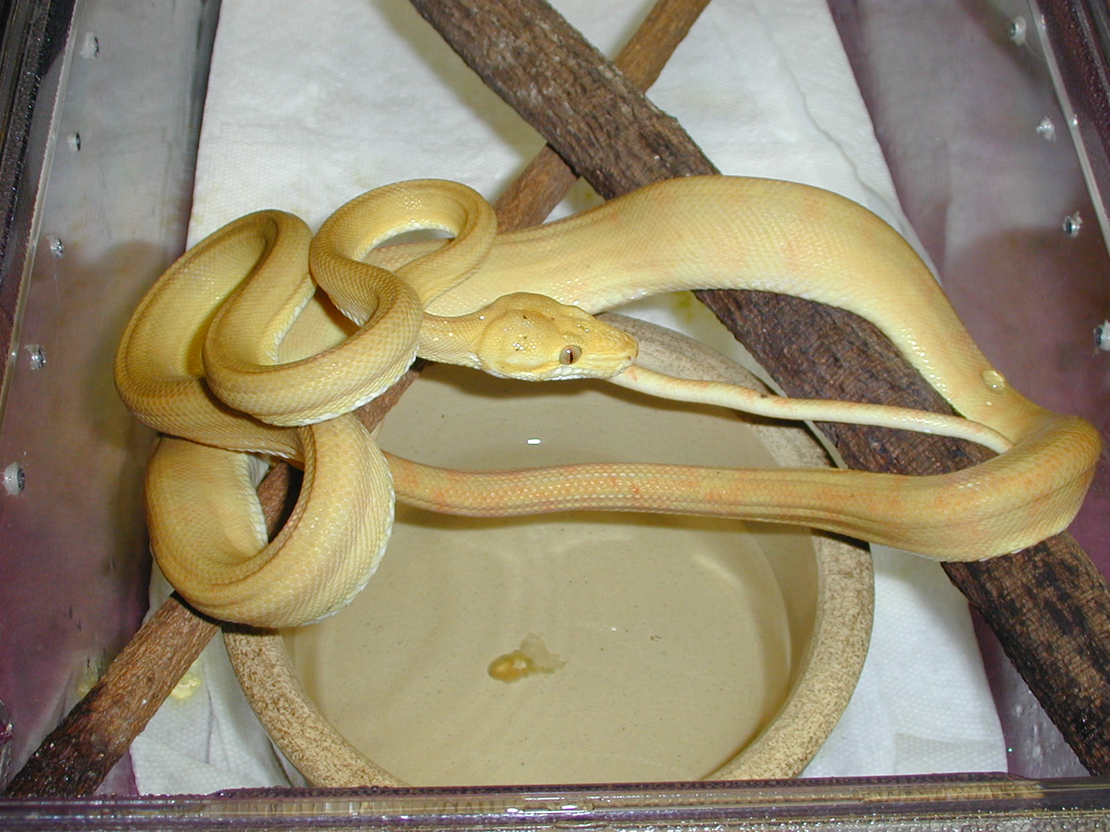 ATB #5 - Female