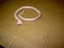 2 headed albino cali