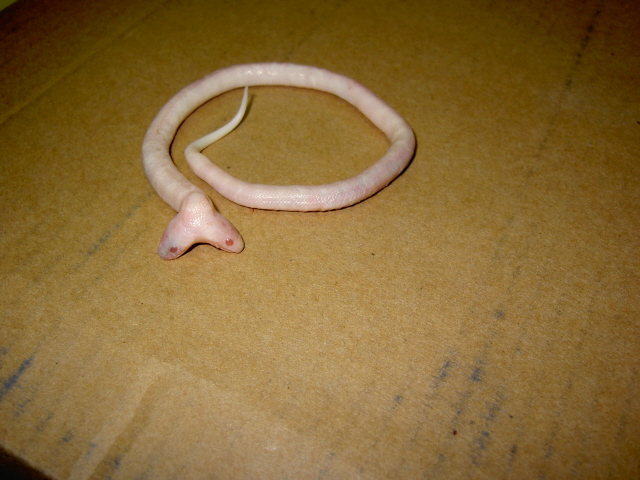 2 headed albino cali