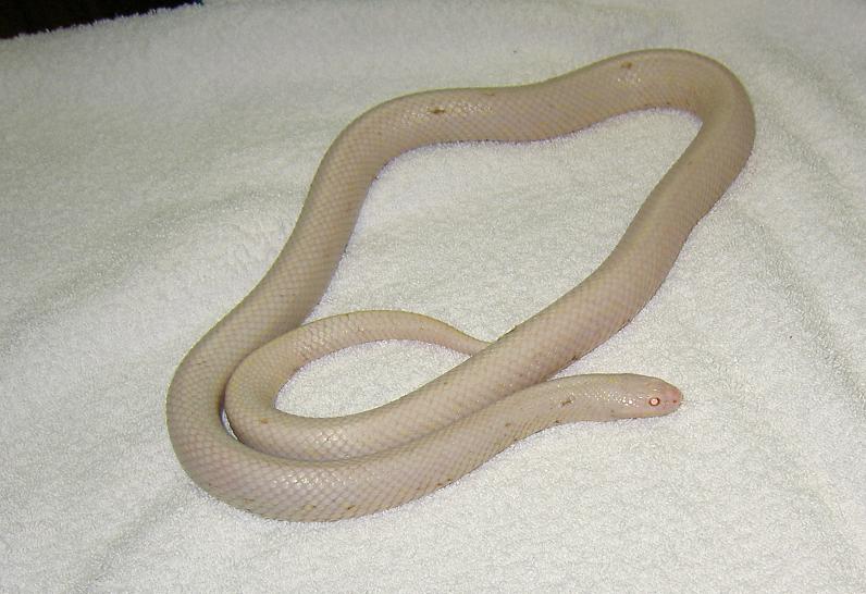 little white snake