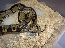 vpi breeding