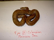 colombian