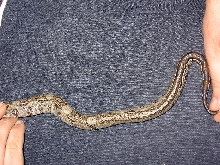 boa pattern