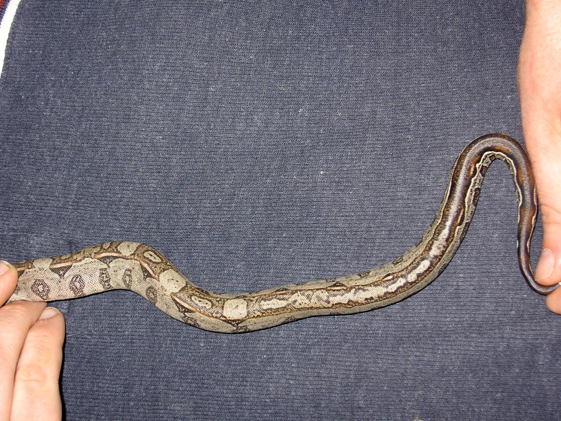 boa pattern