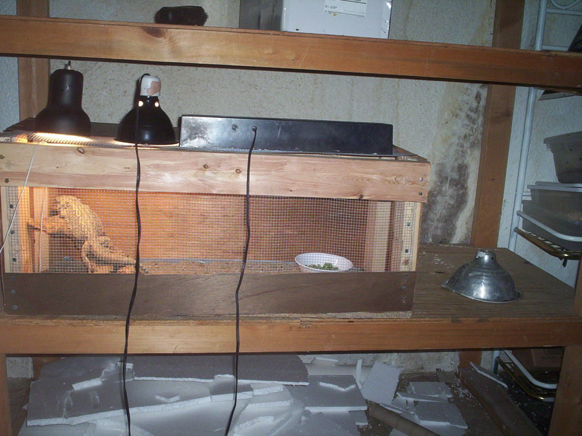 My new 30 minute extra wood beardie cage