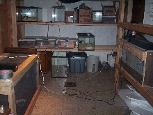 My herp room....