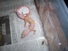 My tang albino juvie....
