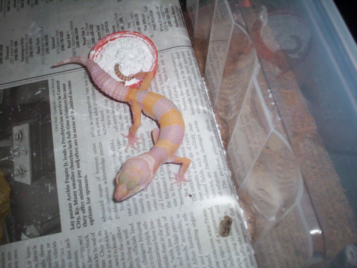My tang albino juvie....