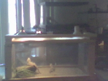 a little sumthin I built for only $50.00 u like?