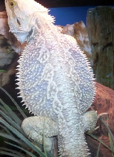 My male....