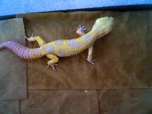 Tangerine Giant HET carrot head giant you likes....