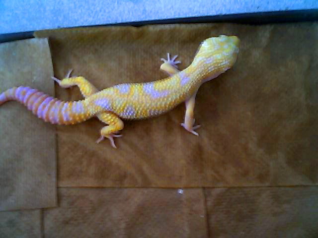 Tangerine Giant HET carrot head giant you likes....
