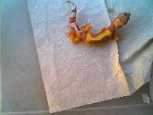 My soon to be tang jungle giant...