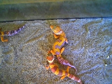 "carrot head tangerine zig zag giant" female I like this one....