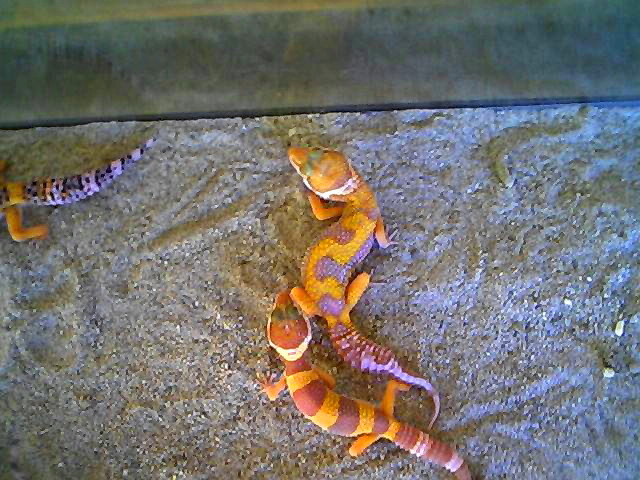 "carrot head tangerine zig zag giant" female I like this one....