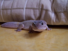 my leo