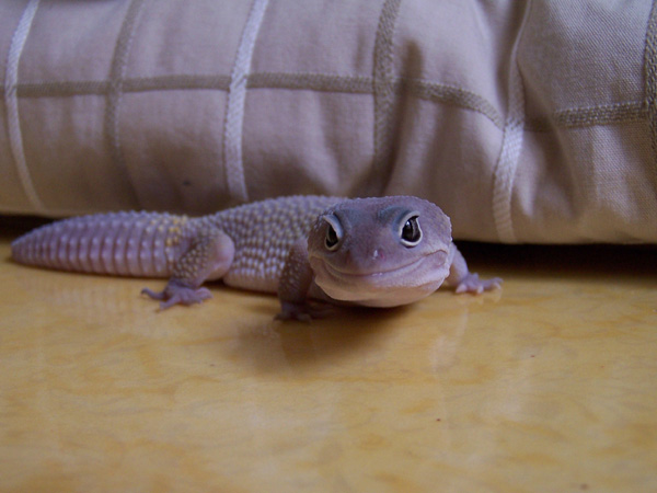 my leo