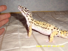 my leo2