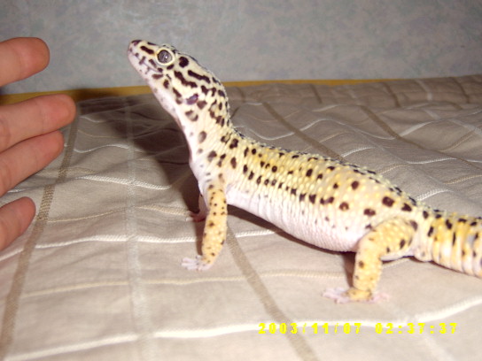 my leo2