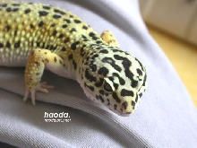 my leo~