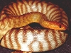 woma