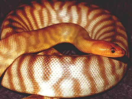 woma