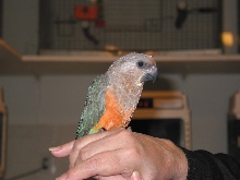 Introducing Beau