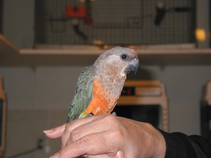 Introducing Beau