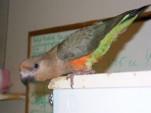 Beau Flying
