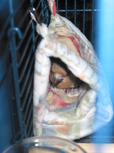 Beau in Tent