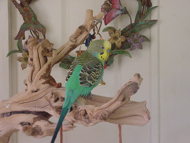 Bunkie Posed