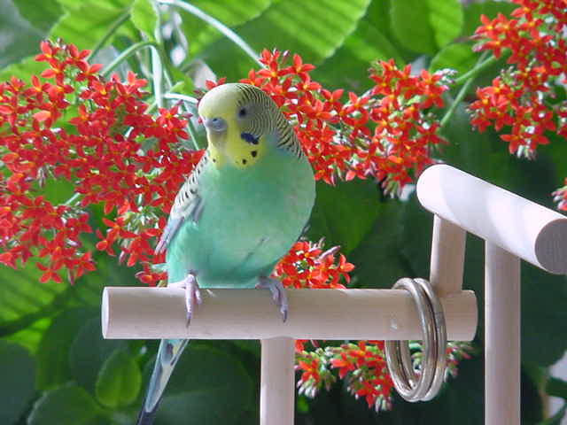 Bunkie & Flowers