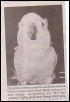 Hero Cockatoo