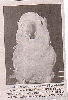 Hero Cockatoo