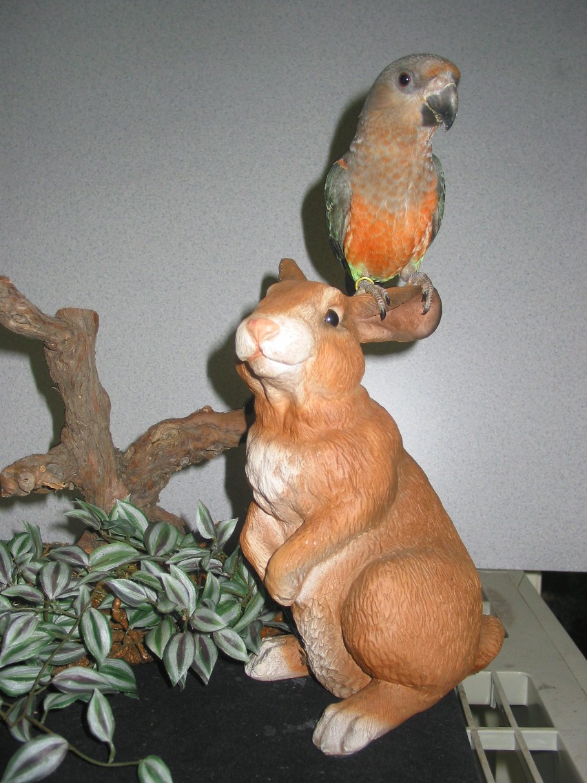 Bunny Perch