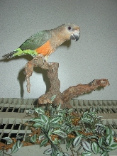 Beau