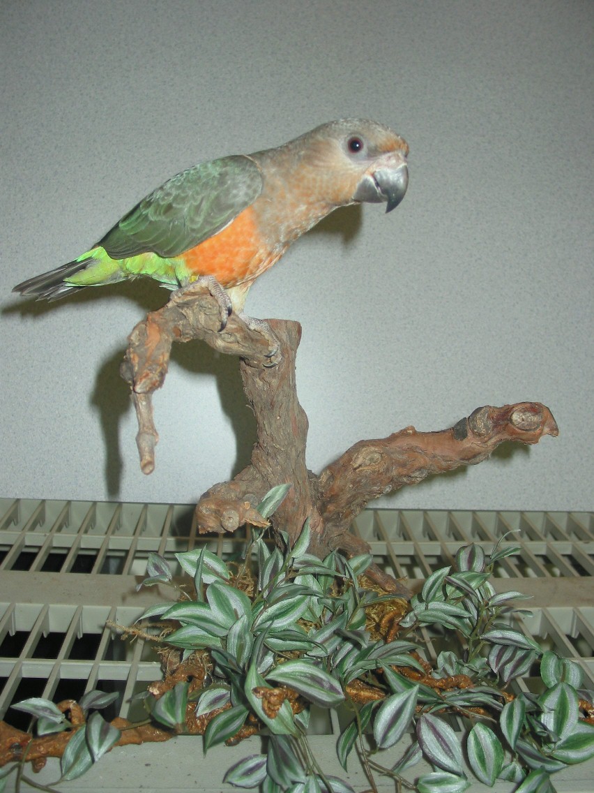 Beau