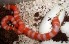 Tangerine albino from creamsicle clutch