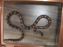Wild Eastern Milk Adult