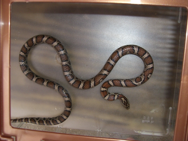 Wild Eastern Milk Adult