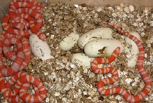 1st clutch of 2009