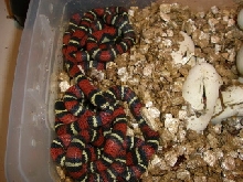 close-u of black hatching