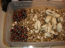black milk clutch hatching