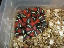 more close of black hatching