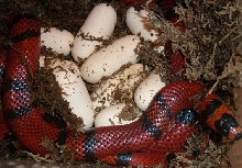 DH Hondo laying