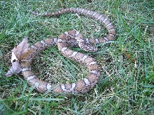 Adult eastern full body