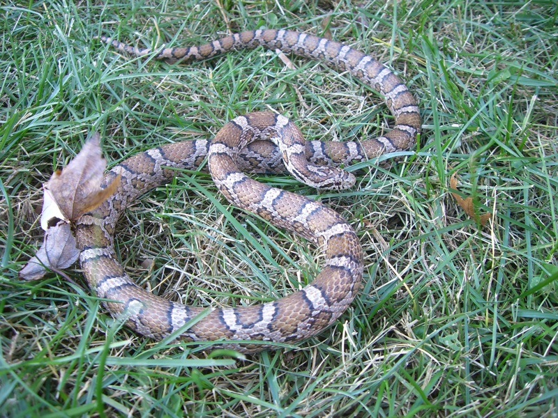 Adult eastern full body