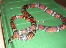 Adult Andean